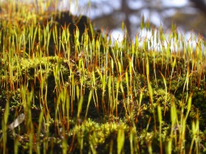 Moss capsules catching the morning light