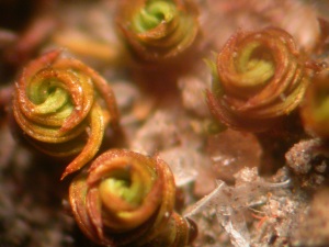 Moss leaves spiraling the stem when dry